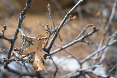 Close-up of dried plant