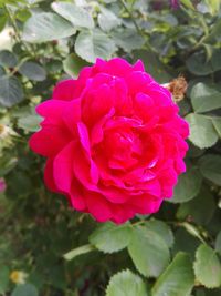 Close-up of pink rose