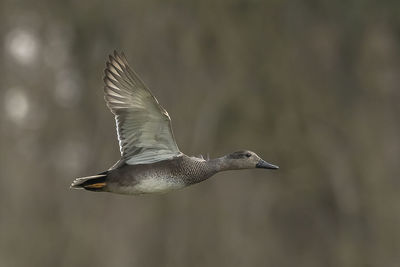 Close-up of seagull flying