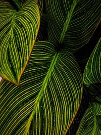 Close-up of palm leaves