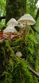 Close-up of white mushroom growing in forest