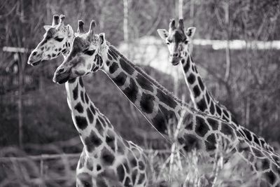 Close-up of giraffe on tree