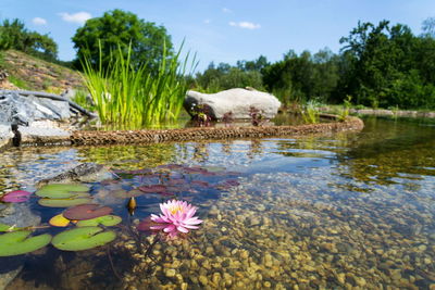 Lotus water lily in lake