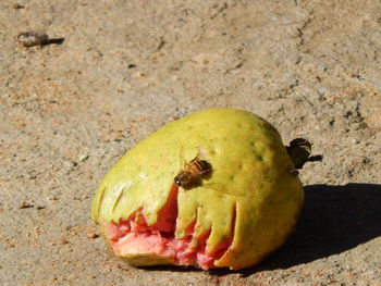 High angle view of apple on land