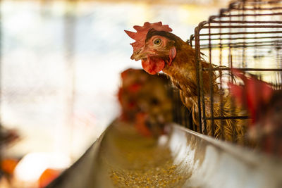 Close-up of a chicken peeking through the cage in a farm