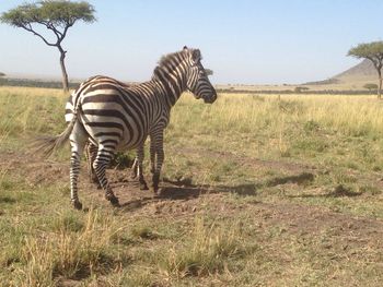 Zebra standing on field against sky