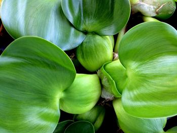 Full frame shot of green water hyacinth
