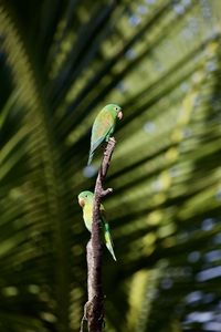 Close-up of a bird perching on branch