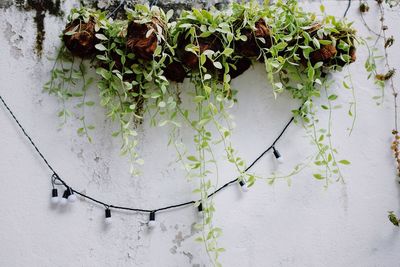 High angle view of white flowering plants on wall