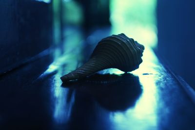 Close-up of snail on table