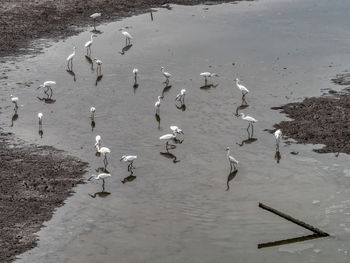 High angle view of seagulls on beach