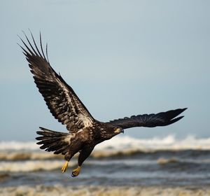 Close-up of eagle flying against sea