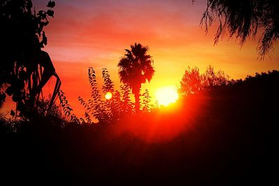 Silhouette of trees at sunset