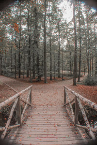 Footpath amidst trees in forest during autumn