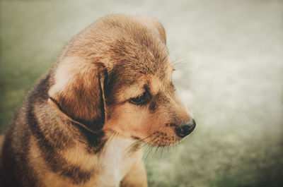 Close-up of a dog looking away