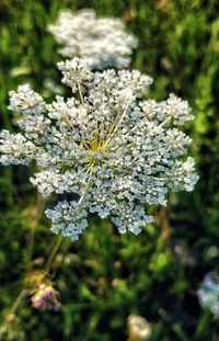 Close-up of white flowering plant