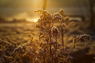 Close-up of frozen wilted plant on field