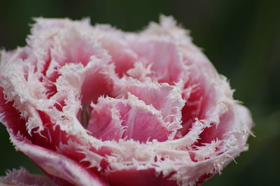 Close-up of pink flower