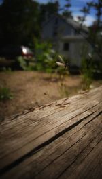 Close-up of bird on wood