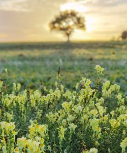 Yellow flowering plants growing on field