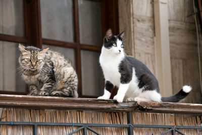 Cat sitting on wood