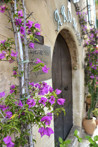 Close-up of pink flower pot against building