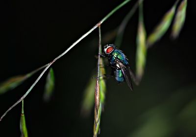 Close-up of damselfly on leaf