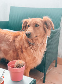 Close-up of a dog looking away
