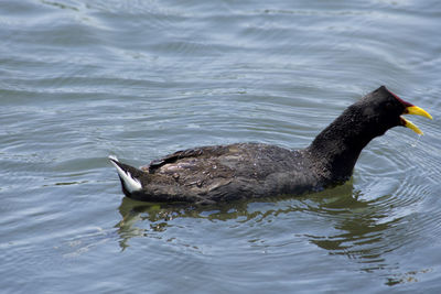 Close-up of duck swimming on lake