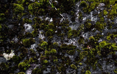 Full frame shot of rocks in forest