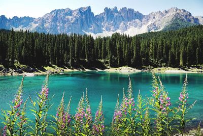 Trees by river with mountains in background