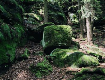 Trees growing in forest