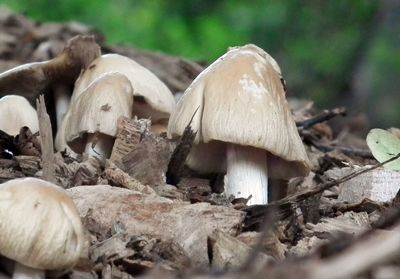 Close-up of mushrooms growing on tree trunk