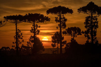 Silhouette palm trees at sunset