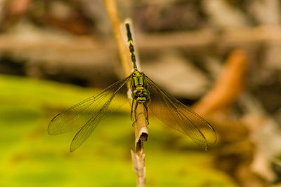 Close-up of dragonfly on plant