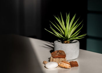 Close-up of potted plant on table at home