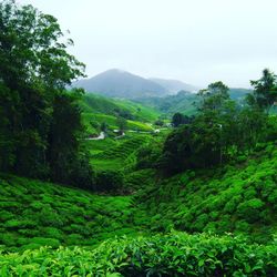 Scenic view of green landscape against sky