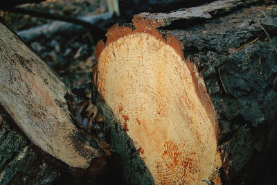 Close-up of mushroom growing on tree trunk in forest