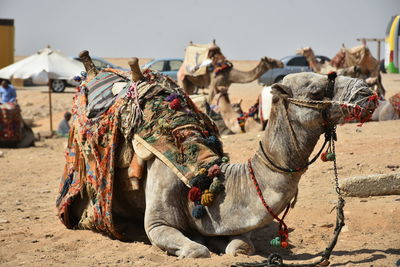 A camel in egypt