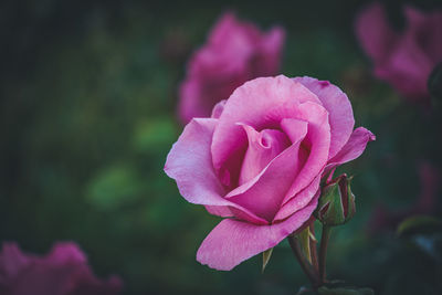 Close-up of pink rose flower