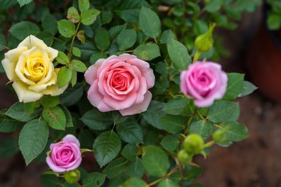 High angle view of rose bouquet