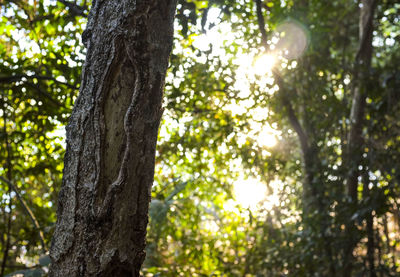 Low angle view of tree in forest