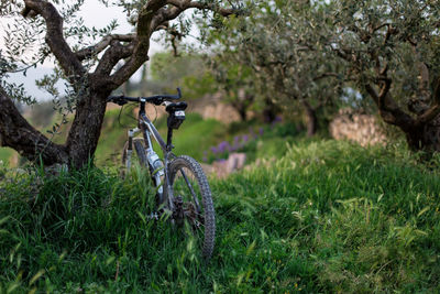 Bicycle parked in a forest