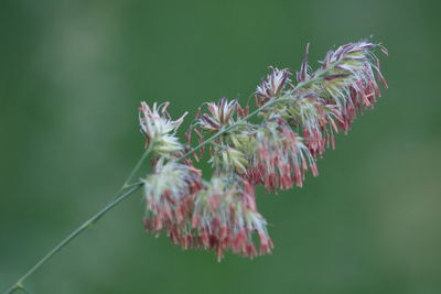 Close-up of purple flowering plant