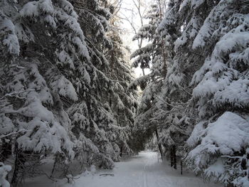 Snow covered land amidst trees in forest