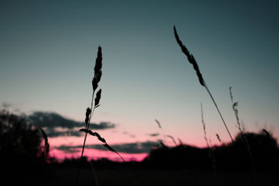 Close-up of silhouette plant on field against sky at sunset