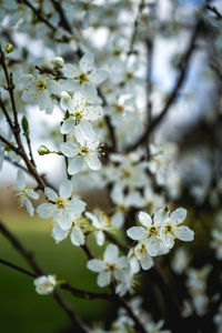 Close-up of white cherry blossoms in spring