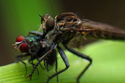 Close-up of insect