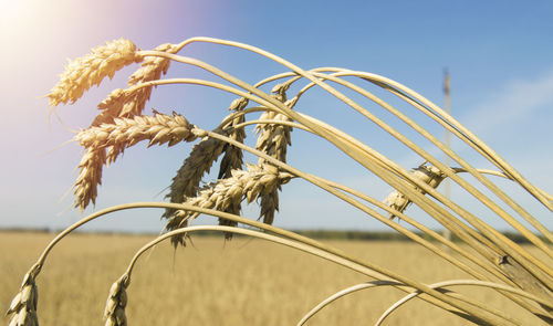 Close-up of crops on field against sky