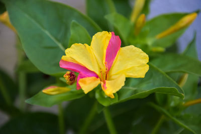 Close-up of pink flowering plant